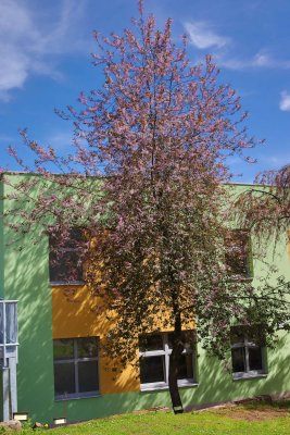 Prunus padus 'Colorata' - střemcha obecná - celek v květu